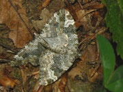 Coenotephria tophaceata (Grosser Felsen-Bindenspanner) / CH BE Hasliberg 1050 m, 30. 05. 2023