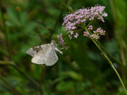 Xanthorhoe montanata (Schwarzbraunbinden-Blattspanner) / CH BE Kandersteg, Eggeschwand, Alpbach 1430 m, 31. 07. 2023