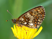 Melitaea aurelia (Ehrenpreis-Scheckenfalter) / CH Soglio GR 1100 m, 07. 07. 2011