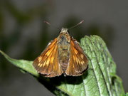 Ochlodes sylvanus (Rostfarbiger Dickkopffalter, Weibchen) / CH BE Hasiberg 1050 m, 26. 07. 2010