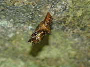 Argynnis paphia (Kaisermantel) / TI TI Personico, Val d'Ambra. 08. 07. 2025