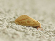 Hepialus humuli (Grosser Hopfen-Wurzelbohrer, Weibchen) / CH BE Hasliberg 1240 m, 17. 06. 2018