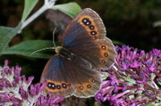 Erebia aethiops (Graubindiger Mohrenfalter, Weibchen) / CH BE Hasliberg 1050 m, 15. 08. 2006