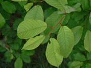 Prunus padus (Traubenkirsche) Rosaceae