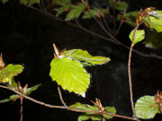 Fagus sylvatica (Buche) / Fagaceae