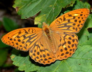 Argynnis paphia (Kaisermantel, Männchen) / CH BE Hasliberg 1070 m, 26. 07. 2010