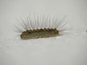 Nudaria mundana (Blankflügel-Flechtenbärchen, Raupe) / CH BE Hasliberg 1050 m, 13. 06. 2013
