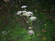 Angelica sylvestris (Apiaceae)