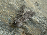 Achlya flavicornis (Gelbhorn-Eulenspinner) / CH BE Hasliberg 1050 m, 21. 04. 2018