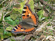 Aglais urticae (Kleiner Fuchs) / CH BE Hasliberg 1050 m, 11. 02. 2011