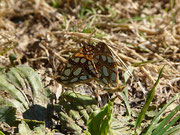 Issoria lathonia (Kleiner Perlmuttfalter) / CH BE Reichenbach i.K., Kiental, Spiggeweid 1194 m, 03. 08. 2022 