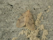 Nudaria mundana (Blankflügel-Flechtenbärchen, Weibchen bei der Eiablage) / CH BE Hasliberg 1050 m,  06. 07. 2015