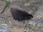 Erebia pluto (Eis-Mohrenfalter) / CH VS Binn Bättlihorn 2600 m, 24. 08. 2009
