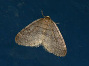 Operophtera brumata (Kleiner Frostspanner) / CH BE Brienzersee 570 m, 31. 10. 2011