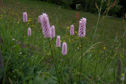 Polygonum bistorta (Schlangenknöterich) / Polygonaceae