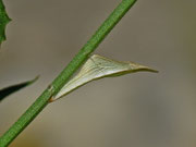 Anthocharis cardamines (Aurorafalter) / CH BE Hasliberg 1080 m, 25. 06. 2023