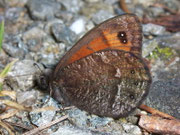 Erebia montana / CH VS Laggintal 1480 m, 10. 07. 2008