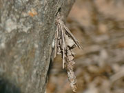 Canephora hirsuta / CH VS Bratsch 950 m, 04. 03. 2012