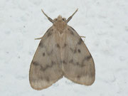 Nudaria mundana (Blankflügel-Flechtenbärchen) / ARCTIIDAE/Lithosiinae (Bärenspinner)