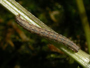 Xanthorhoe montanata (Schwarzbraunbinden-Blattspanner) / CH BE Hasliberg, 02. 04. 2019 an Galium