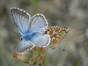 Polyommatus coridon (Silbergrüner Bläuling, Paarung) / CH UR Urserental Steinbergen 1521 m, 05. 08. 2013