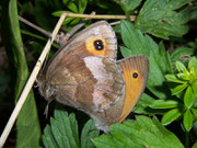 Maniola jurtina (Grosses Ochsenauge, Paarung mit Erebia aethiops!!!) / CH BE Hasliberg 1050 m, 29. 07. 2007
