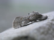 Gynaephora fascelina (Ginster-Streckfuss) / CH BE Hasliberg 1240 m, 08. 08. 2015
