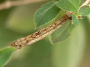 Crocallis elinguaria (Heller Schmuckspanner) / CH BE Hasliberg Hohfluh 1240 m, 04. 05. 2018 an Lonicera xylosteum