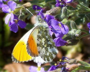 Anthocharis cardamines (Aurorafalter, Männchen Unterseite) / CH BE Hasliberg 1050 m, 21. 04. 2005