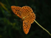 Argynnis paphia (Kaisermantel, Männchen) / CH BE Hasliberg 1060 m, 17. 07. 2014