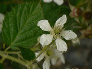Rubus idaeus (Himbeere) / ROSACEAE