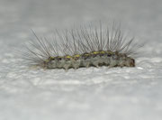 Nudaria mundana (Blankflügel-Flechtenbärchen, Raupe) CH BE Hasliberg 1050 m, 13. 07. 2010