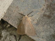 Diaphora mendica f. binaghii (Graubär, Männchen) / CH BE Hasliberg 1050 m, 24. 04. 2014