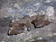 Laothoe populi (Pappelschwärmer, Männchen) / CH VS Goppenstein Bhf. 1316 m, 13. 06. 2009