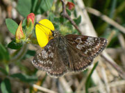 Erynnis tages