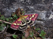 Pyrausta purpuralis (Purpurroter Zünsler) / CRAMBIDAE/Pyraustinae(Zünsler)