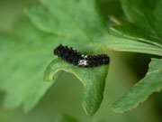 jüngere Raupe