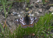 Euphydryas cynthia (Veilchen-Scheckenfalter, Männchen) / CH VS Rosswald Fülhorn 2500 m, 25. 07. 2008