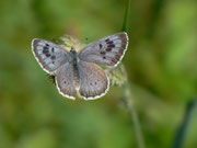 Maculinea arion (Schwarzgefleckter Bläuling, Männchen) / CH BE Hasliberg 1240 m, 26. 05. 2013