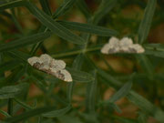 Idaea rusticata (Südlicher Zwergspanner) / CH BE Hasliberg 1050 m, 11. 07. 2017
