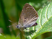 Lycaena hippothoe eurydame (Kleiner Ampferfeuerfalter) / Italien Onsernonetal 1000 m, 20. 06. 2011