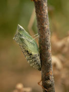 Puppe (grüne Farbvariante)