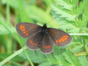 Erebia melampus (Kleiner Mohrenfalter) CH UR Urserental Steinbergen 1521 m, 05. 08. 2013