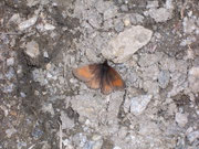 Erebia mnestra (Blindpunkt-Mohrenfalter) / Italien Aostatal Pila Col de Couiss 2600 m, 31. 07. 2007