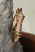 Puppe (bräunliche Farbvariante)