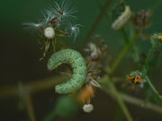 Hecatera bicolorata (Hasenlatticheule) / CH BE Hasliberg 1050 m, 14. 07. 2023
