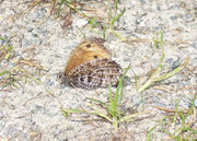 Oneis glacialis (Gletscherfalter) / CH VS Laggintal 1330 m, 10. 07. 2008