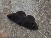 Satyrus ferula (m)