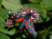 Zygaena transalpina