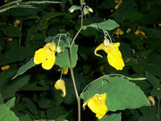 Impatiens noli-tangere (Rühr-mich-nicht-an) / Balsamicaceae